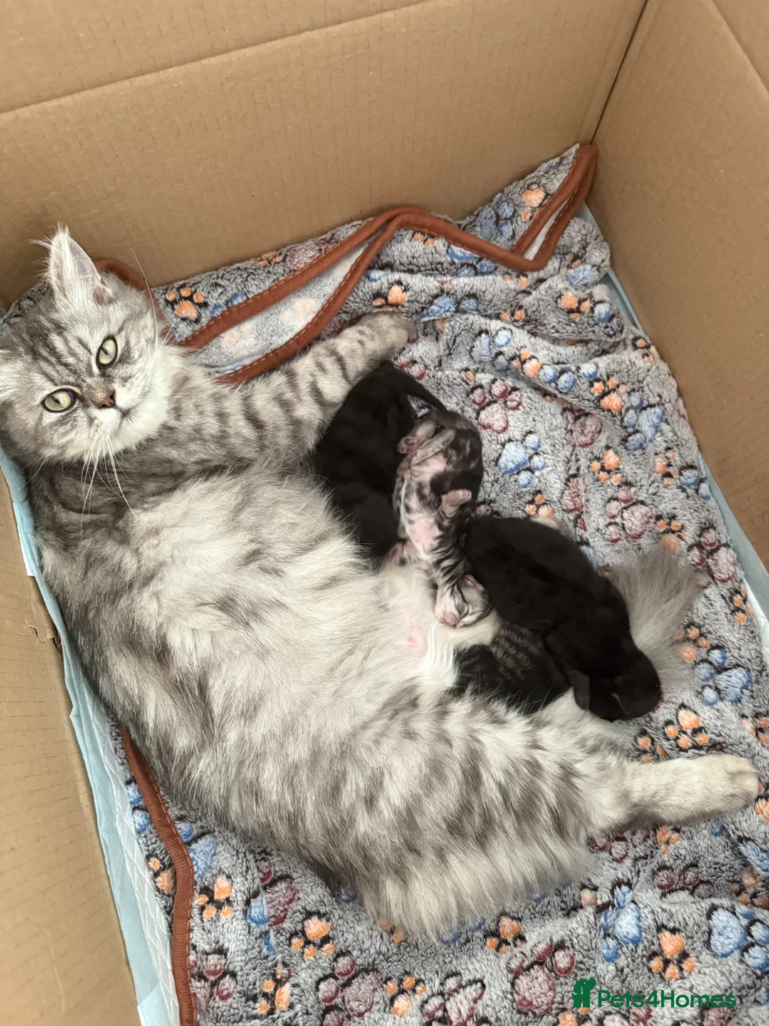 Mixed Breed cats for sale: Persian cross kittens! Ready now - Advert 2