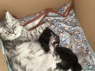 Mixed Breed cats Persian cross kittens! Ready now - Advert 1