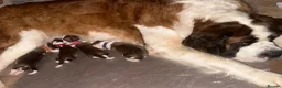 Saint Bernard dogs for sale: Saint Bernard puppies  in Cleethorpes - Advert 25