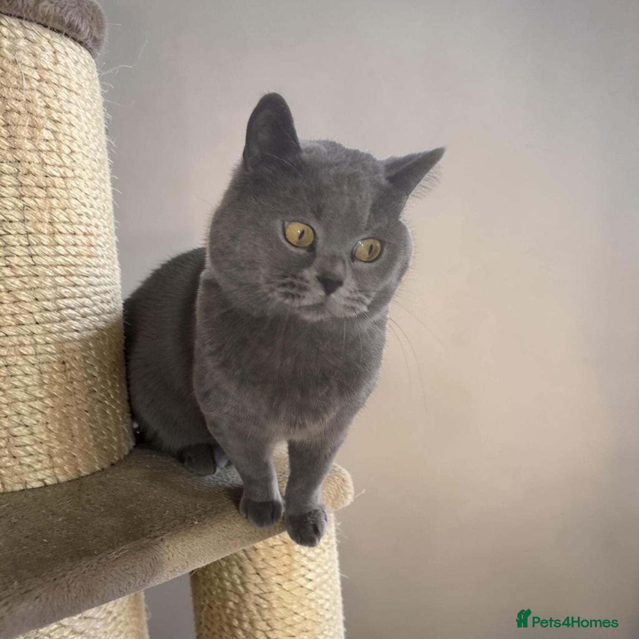 British Shorthair cats Beautiful British Shorthair Cat  - Advert 1