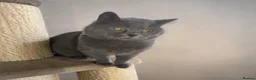 British Shorthair cats for sale: Beautiful British Shorthair Cat  - Advert 1
