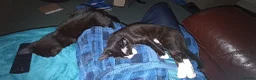 Mixed Breed cats for sale: Fluffy kittens looking for their forever homes in Hull - Advert 3