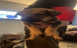 Mixed Breed dogs for sale: male mixed breed - Image 1