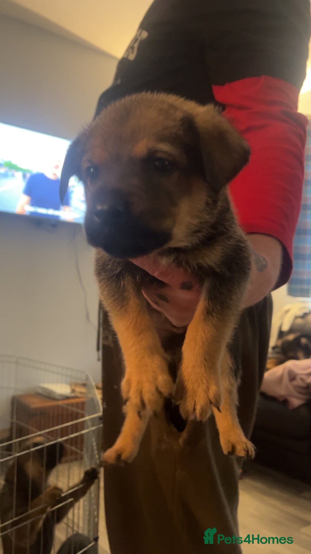 Mixed Breed dogs for sale: male mixed breed - Image 1