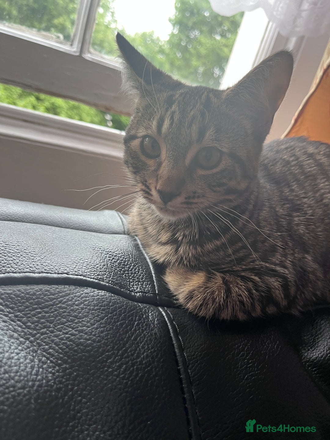 Domestic Shorthair cats for sale: Tiger  - Advert 2