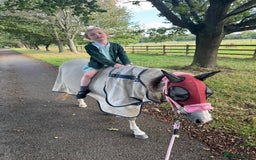 Welsh Section B horses for sale: 12.2 Welsh B Mare  - Image 7