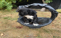 Cocker Spaniel dogs for sale: Cocker spaniel puppies  - Image 1