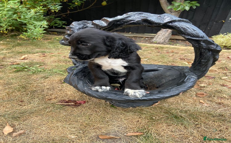 Cocker Spaniel dogs - Advert 13