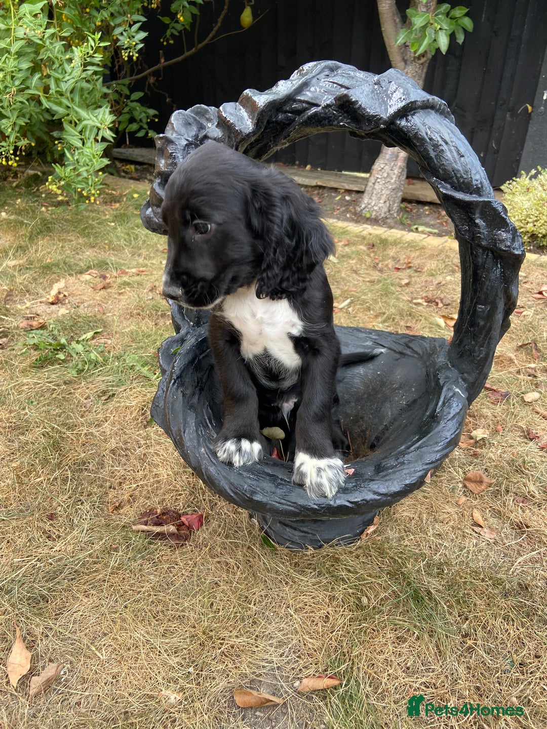 Cocker Spaniel dogs for sale: Cocker spaniel puppies  - Image 1