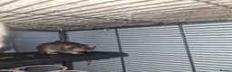 Rat rodents for sale: X2 dumbo rats with cage  in Bristol - Advert 3