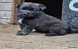 Belgian Shepherd Dog dogs for sale: 2 DUCTH SHEPHERD FEMALE PUPPIES  - Image 8