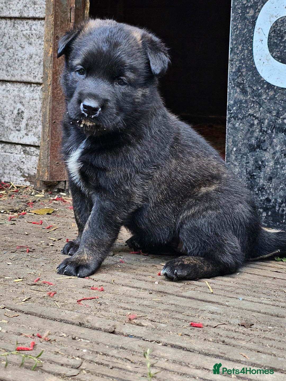 Belgian Shepherd Dog dogs for sale: 2 DUCTH SHEPHERD FEMALE PUPPIES  - Image 8