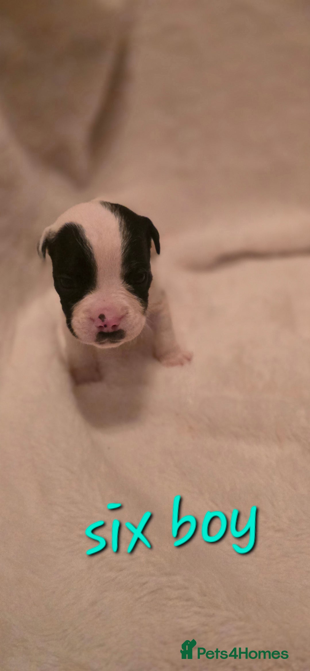 Mixed Breed dogs for sale: Olde english × staffie pups  - Advert 19