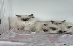 Ragdoll cats for sale: Beautiful ragdoll kittens  - Image 11