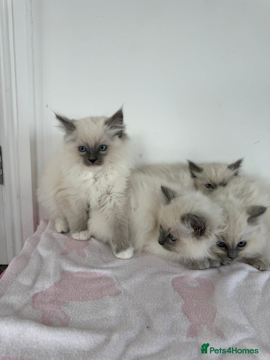 Ragdoll cats for sale: Beautiful ragdoll kittens  - Image 11