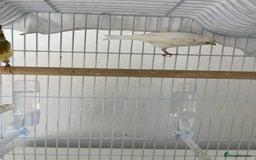 Canaries birds for sale: Canary  - Image 4