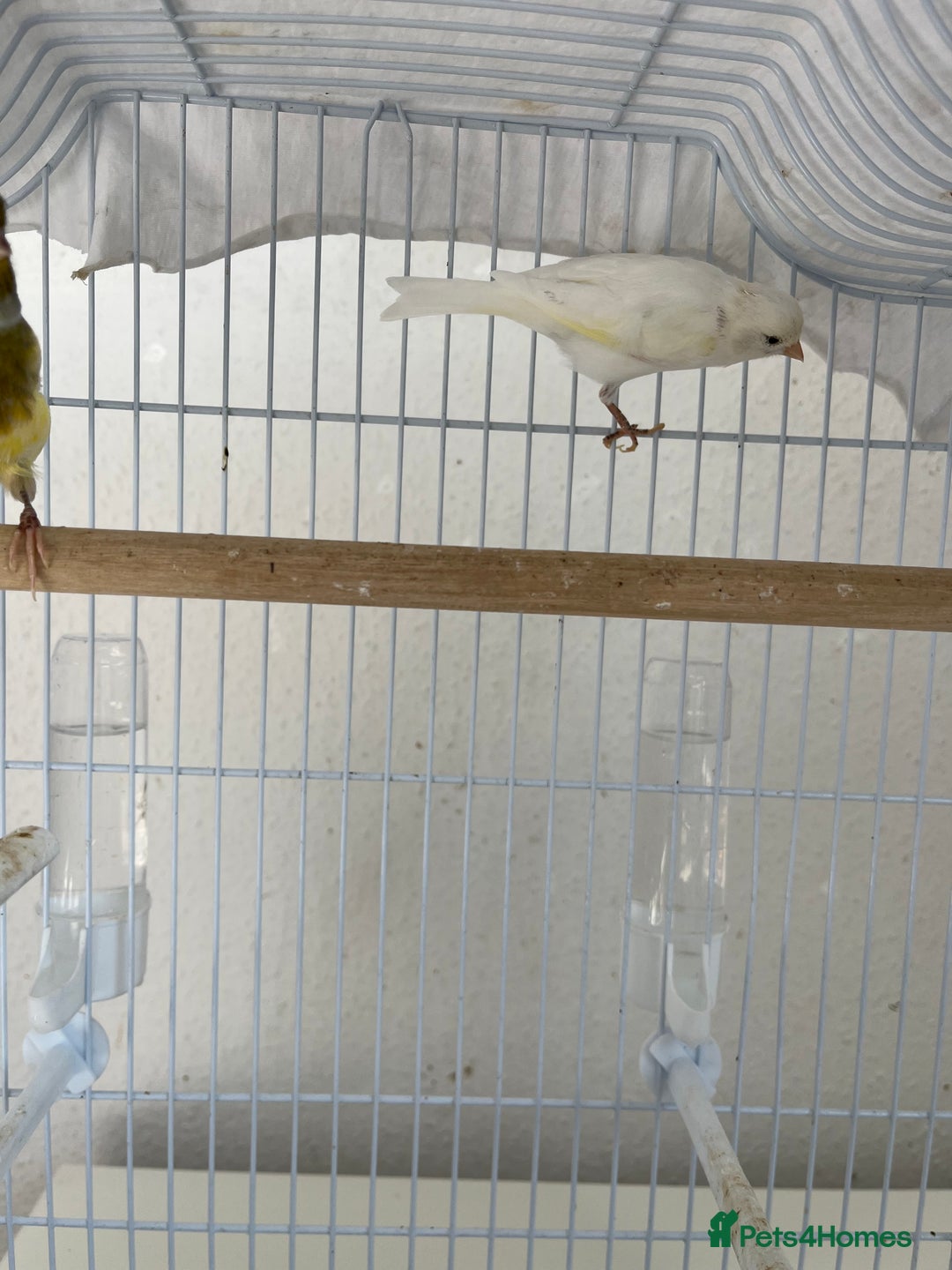 Canaries birds for sale: Canary  - Image 4