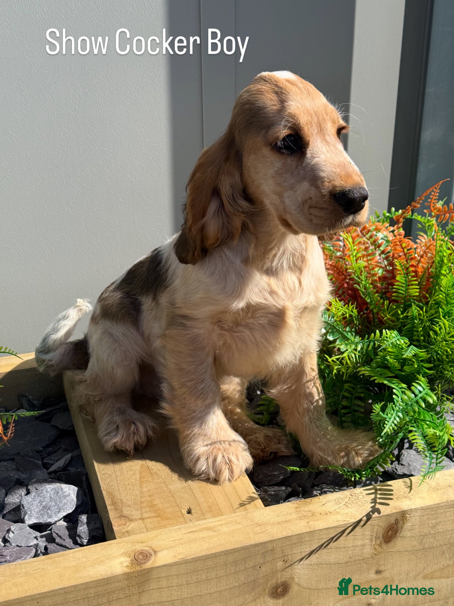 Cocker Spaniel dogs Stunning KC Show Cocker Spaniels ready now  - Advert 18