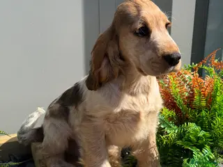 Cocker Spaniel dogs Stunning KC Show Cocker Spaniels ready now - Advert 18