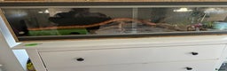 Corn Snake reptiles for sale: 3 year old male corn snake - Advert 1