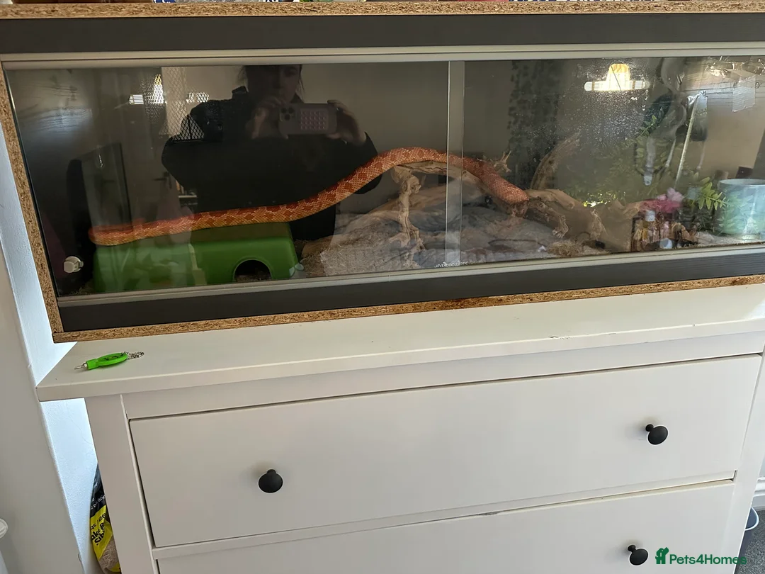 Corn Snake reptiles for sale: 3 year old male corn snake - Advert 1