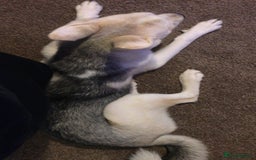 Siberian Husky dogs for sale: Siberian husky  - Image 3