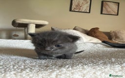 Ragdoll cats for sale: Half Ragdoll Kittens - Image 12