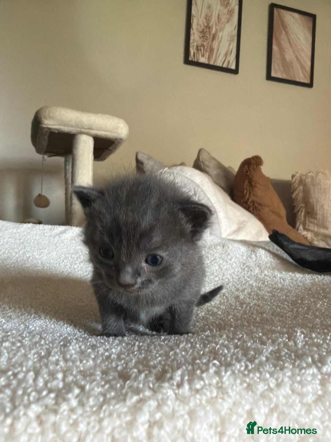 Ragdoll cats for sale: Half Ragdoll Kittens - Image 12