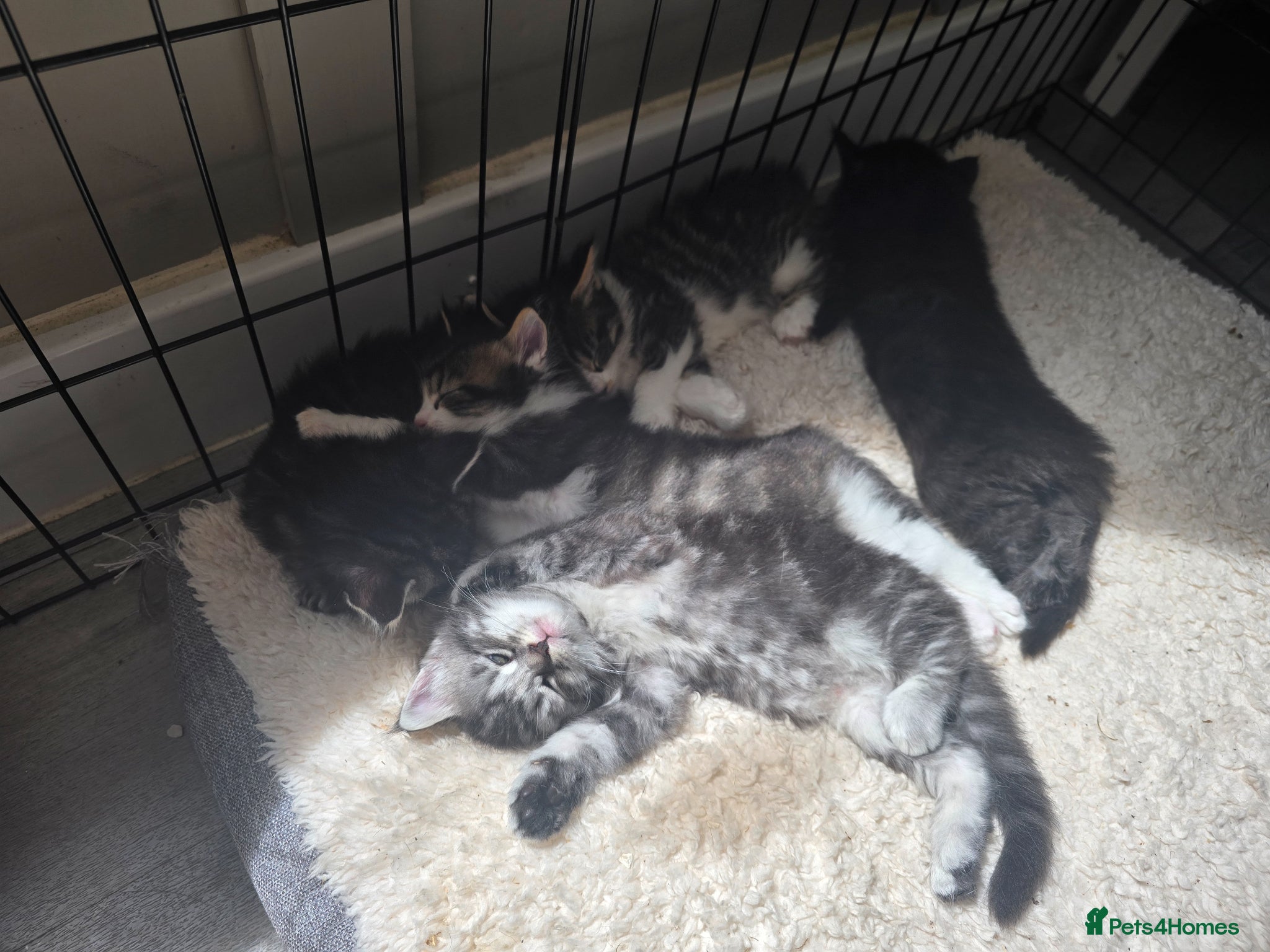 Maine Coon cats for sale: 3/4 Mainecoon Kittens in Pontypridd - Advert 2