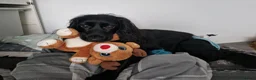 Cocker Spaniel dogs for sale: Cocker spaniel puppies  - Advert 33
