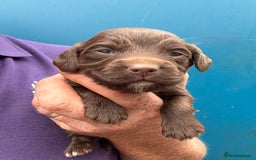 Cocker Spaniel dogs for sale: Ready Now- Quality Chocolate Pups Available - Image 8