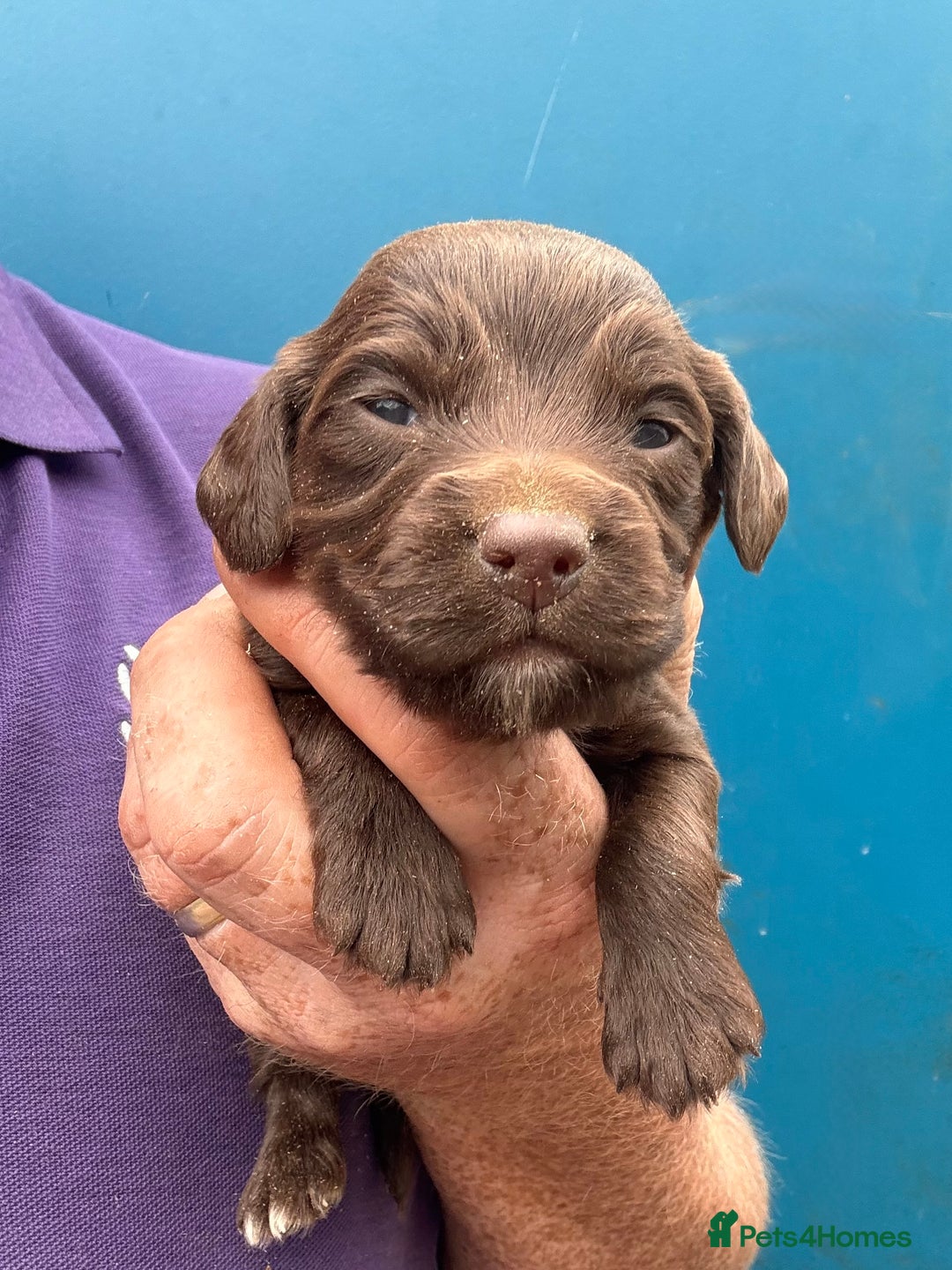 Cocker Spaniel dogs for sale: Ready Now- Quality Chocolate Pups Available - Image 8