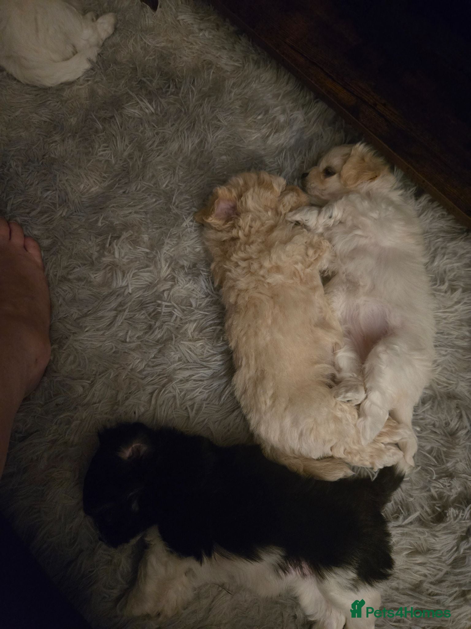 Mixed Breed dogs Long haired chihuahua x Bichon Frise  - Advert 2