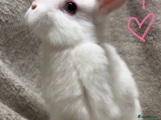 Mixed Breed rabbits 2 Beautiful baby mix breed bunnies remaining - Advert 9
