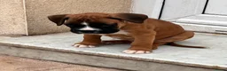 Boxer dogs for sale: READY NOW- Stunning boxer puppies - Advert 9