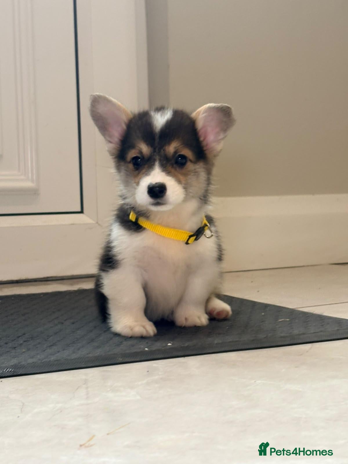 Welsh Corgi Pembroke dogs Pembroke Welsh corgi pups - Advert 1