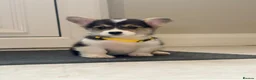 Welsh Corgi Pembroke dogs for sale: Pembroke Welsh corgi pups - Advert 1