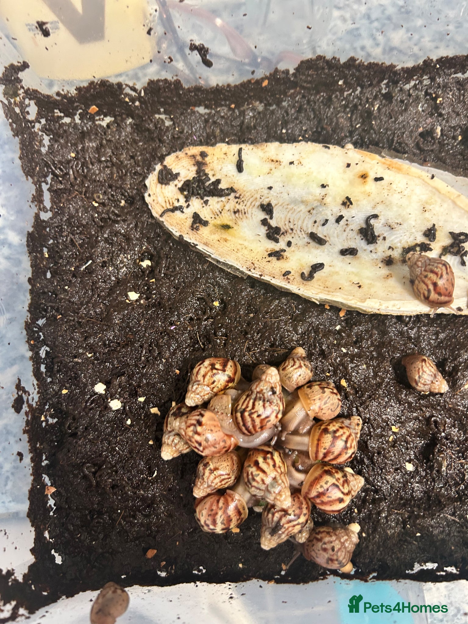 Snails invertebrates Giant African land snails babies  - Advert 2
