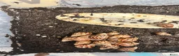 Snails invertebrates for sale: Giant African land snails babies  - Advert 2