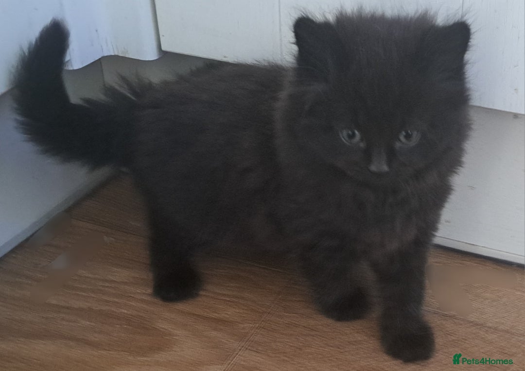 Mixed Breed cats for sale: Gorgeous Cross Kittens 🌟 - Advert 5