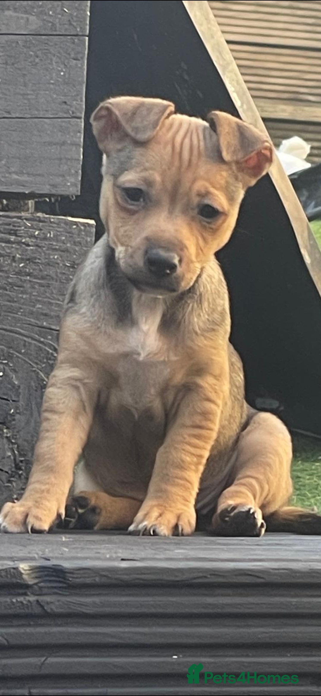 Jack Russell dogs Jack russell puppies ready now - Advert 2