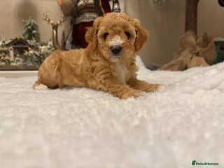 Australian Labradoodle dogs Australian Labradoodle DNA tested - Advert 2