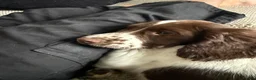 English Springer Spaniel dogs for sale: Boy 5th Gen Liver and White ESS Puppies - Advert 4
