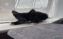 Mixed Breed cats for sale: 4 boy kittens left - Image 2