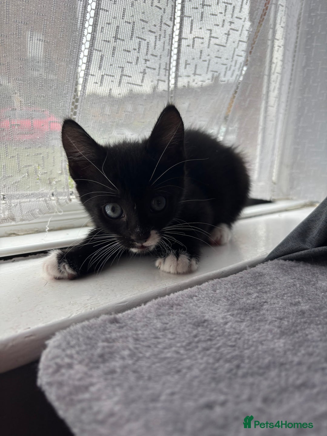 Mixed Breed cats for sale: 4 boy kittens left - Image 2