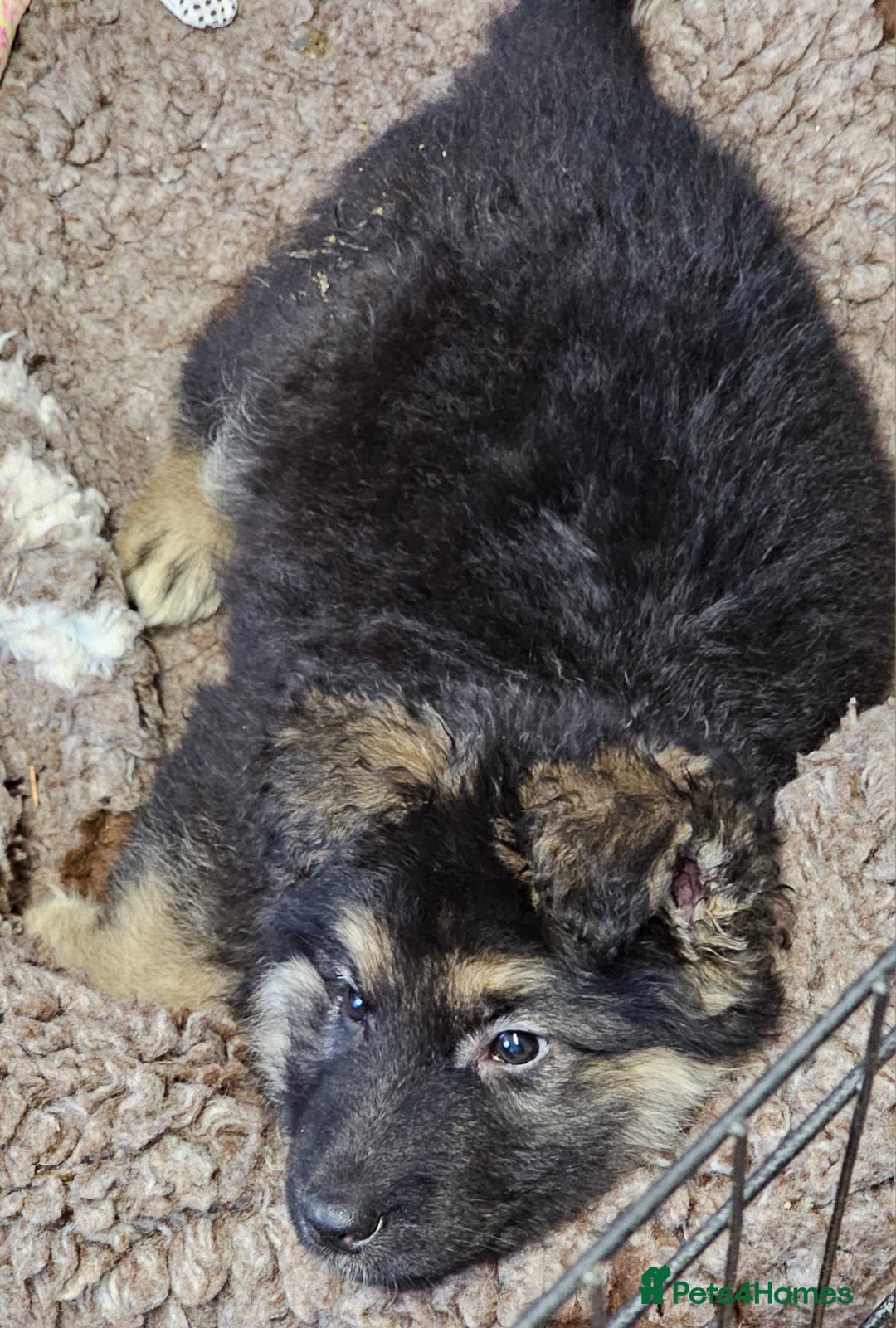 German Shepherd dogs for sale: German Shepherd puppies Kc registered  - Advert 23