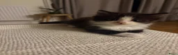 Mixed Breed cats for sale: Ragdoll X 2 longhair Blk and white ready now  - Advert 5
