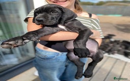 Great Dane dogs for sale: Gorgeous Black Great Dane Puppies - Image 11