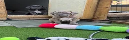 Mixed Breed dogs for sale: Neapolitan mastiff - Advert 26