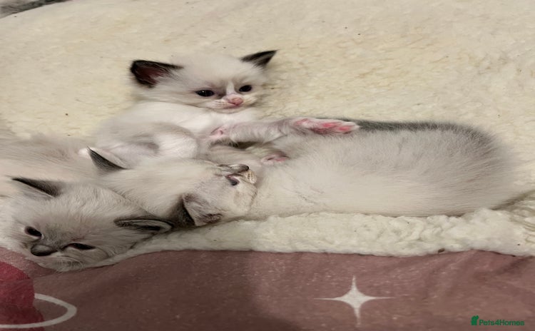 Ragdoll cats - Advert 8